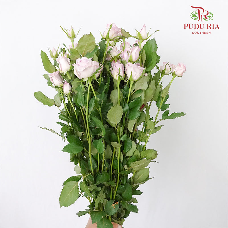 Rose Spray Ocean Song (8-10 Stems) - Pudu Ria Florist Southern
