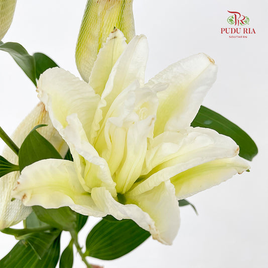Rose Lily White 玫瑰百合 - (5 Stems)