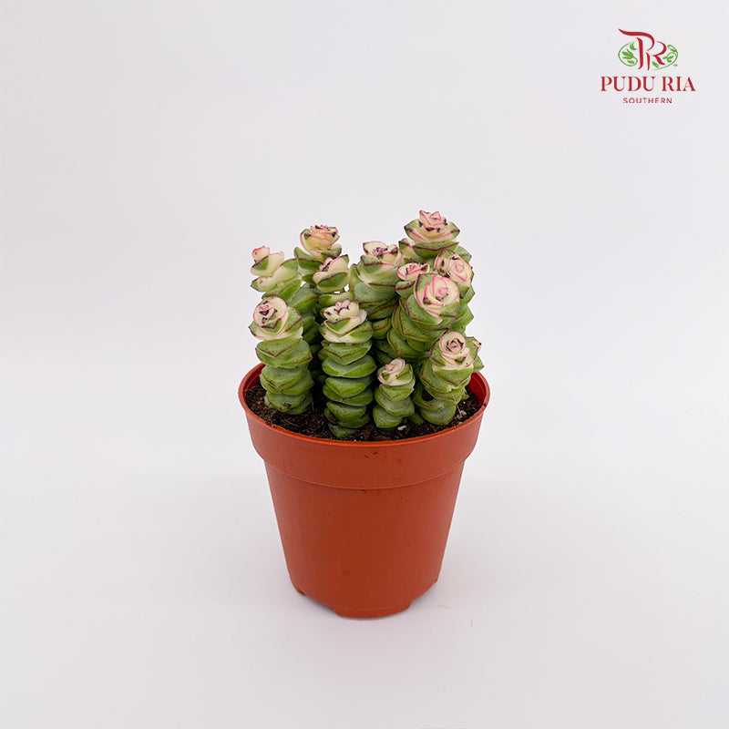 Crassula Marnieriana
