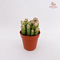 Crassula Marnieriana