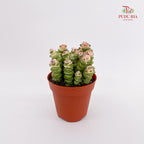 Crassula Marnieriana