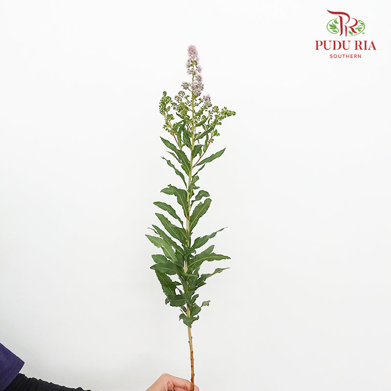 Sorbaria Sorbifolia Pink - Pudu Ria Florist Southern