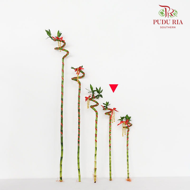 Lucky Bamboo With Deco - 转运竹