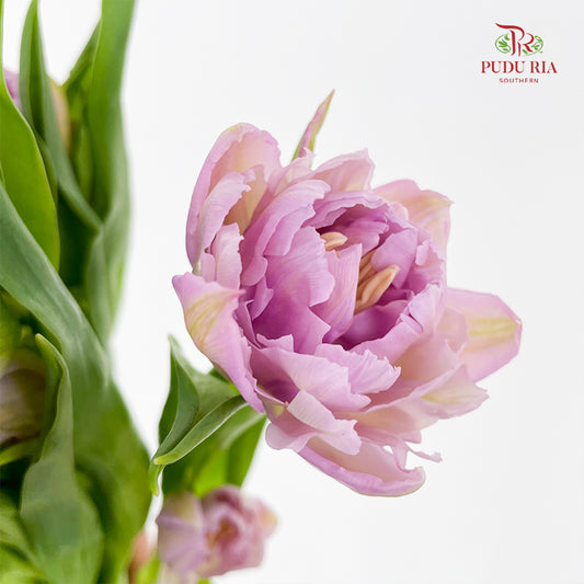 Tulip Light Purple Double petal - (8-10 Stems)