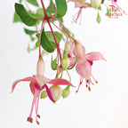 Fuchsia Pink With Purple