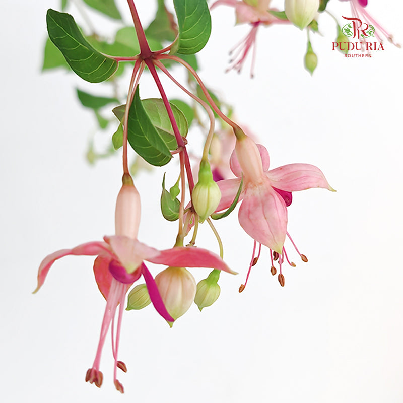 Fuchsia Pink With Purple