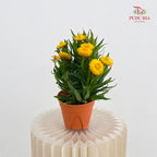 Bracteantha