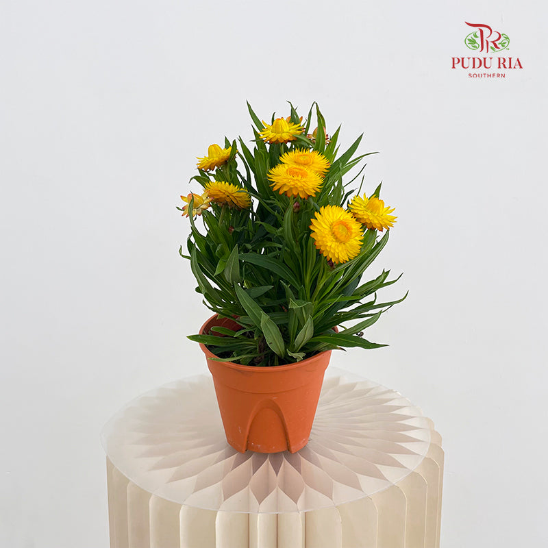 Bracteantha