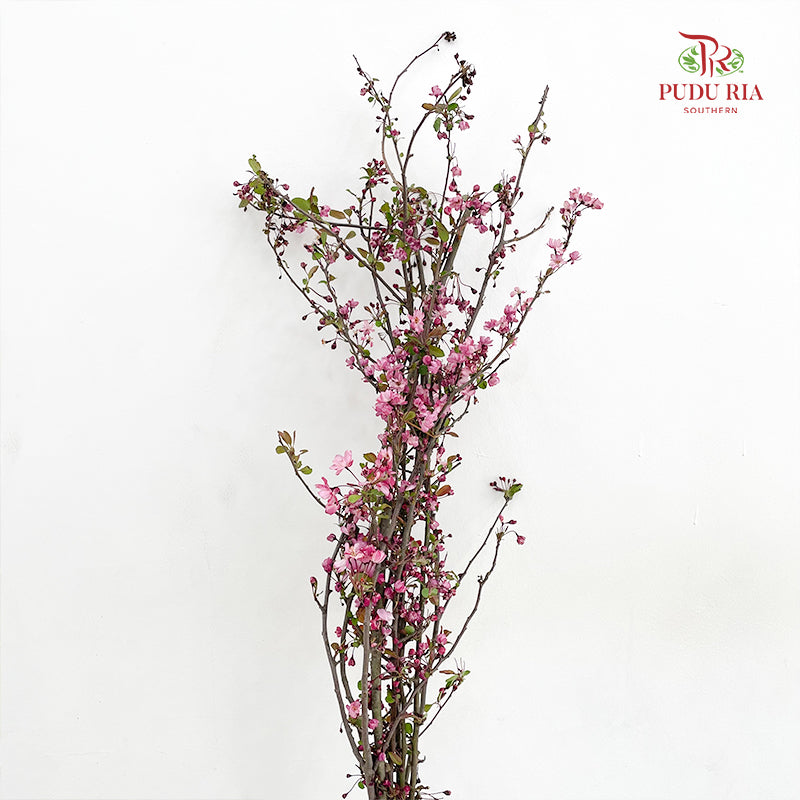 Malus Flower 苹果花 - (Per Bundle)