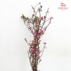 Malus Flower 苹果花 - (Per Bundle)