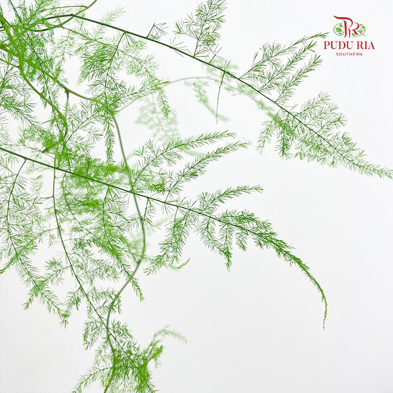Preservative Asparagus Fern - Light Green