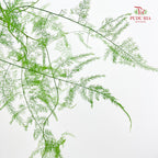 Preservative Asparagus Fern - Light Green