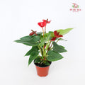 Anthurium Fiancee
