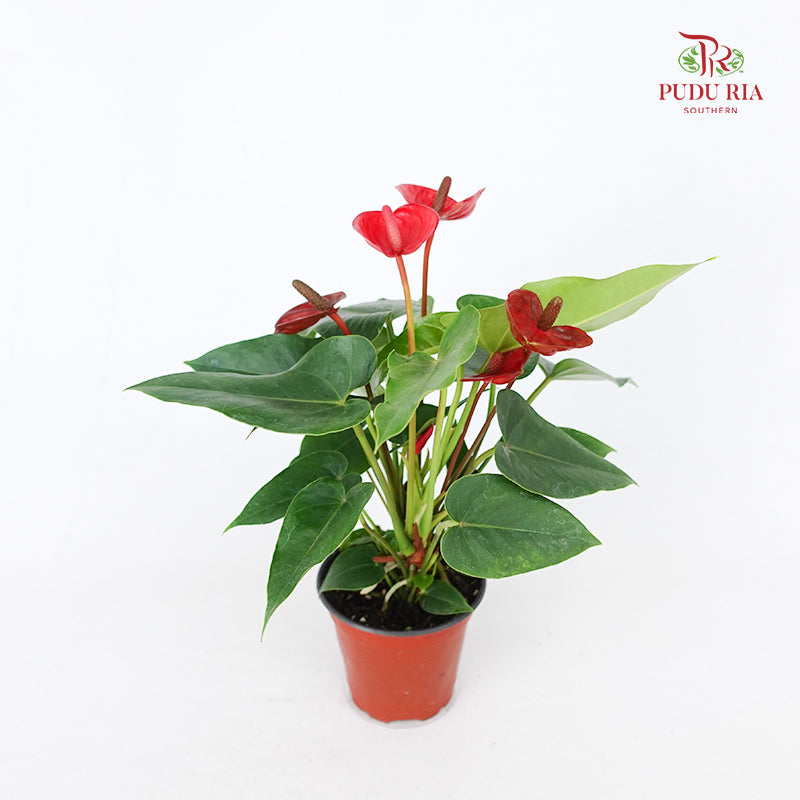 Anthurium Fiancee