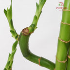 Thousand Hand Bamboo Lucky - (50cm) 千手富贵竹