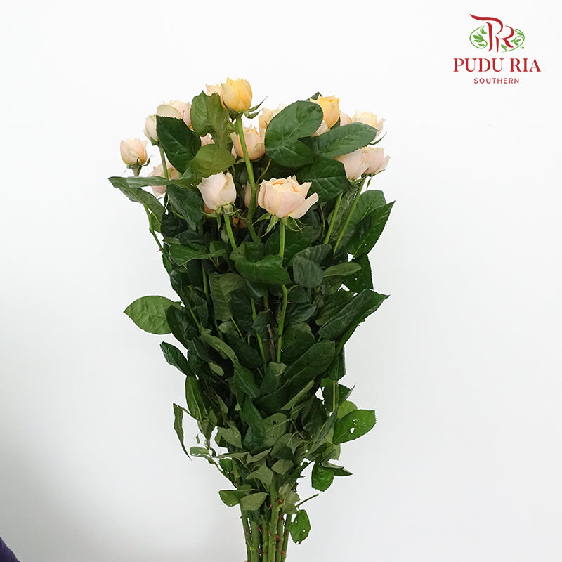 Rose Spray Butterfly low (8-10 Stems) - Pudu Ria Florist Southern