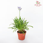 JH Blue Lily (Agapanthus) - Pudu Ria Florist Southern