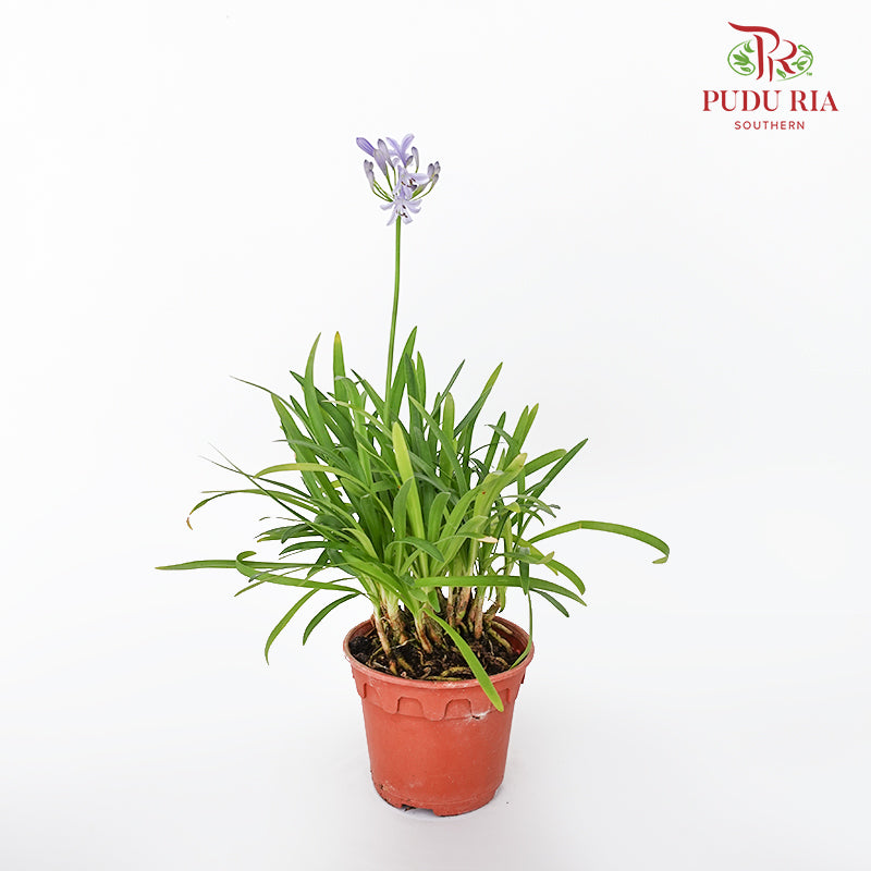 JH Blue Lily (Agapanthus) - Pudu Ria Florist Southern