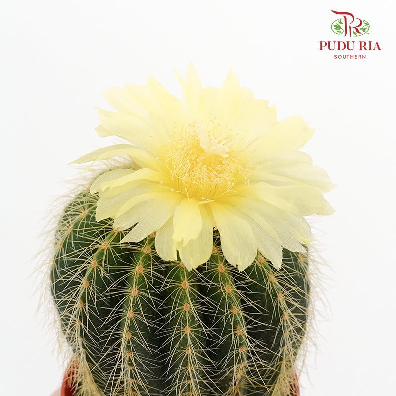 Cactus Mix 7 - Pudu Ria Florist Southern
