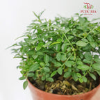 Murraya Dwarf