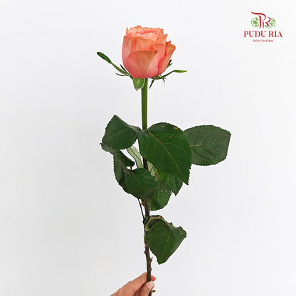 Rose Kahala - (8-10 Stems)