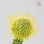 Leucospermum Yellow - (5 Stems)