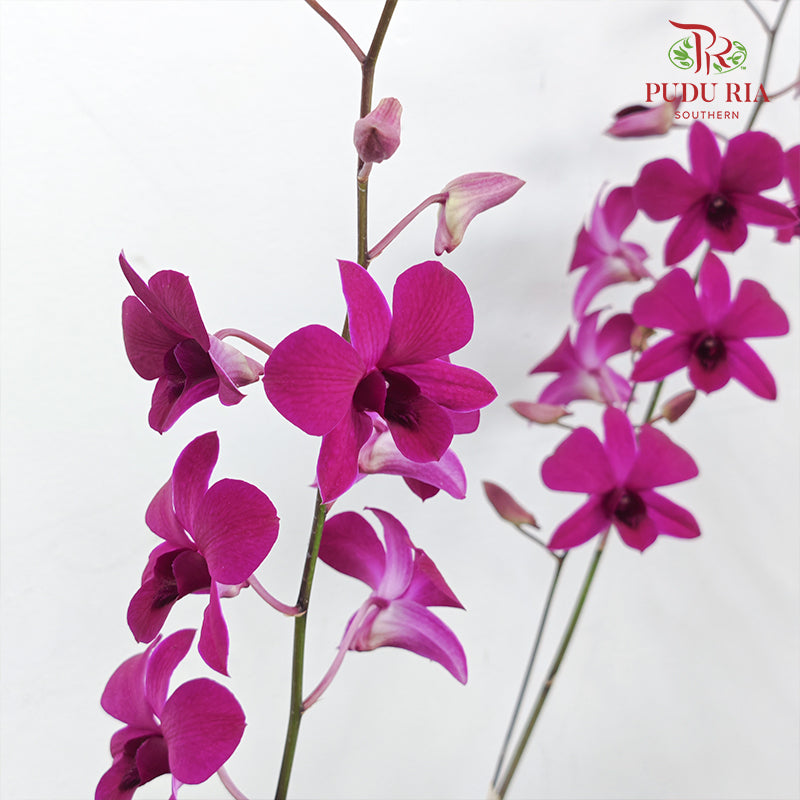 Dendrobium Orchid Pot - Purple