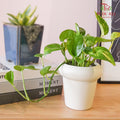 Office Plant - Money Plant - Pudu Ria Florist Southern