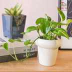 Office Plant - Money Plant - Pudu Ria Florist Southern