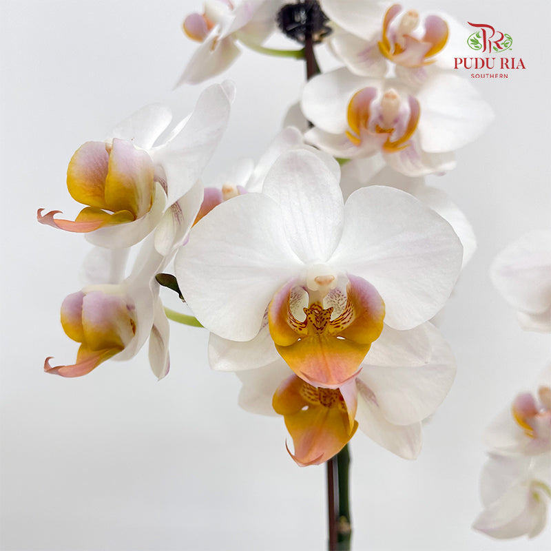 Phalaenopsis Orchid White Heart Yellow Double Stem Small