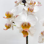 Phalaenopsis Orchid White Heart Yellow Double Stem Small