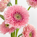 Gerbera Pasta Germini Pink - (8-10 Stems)
