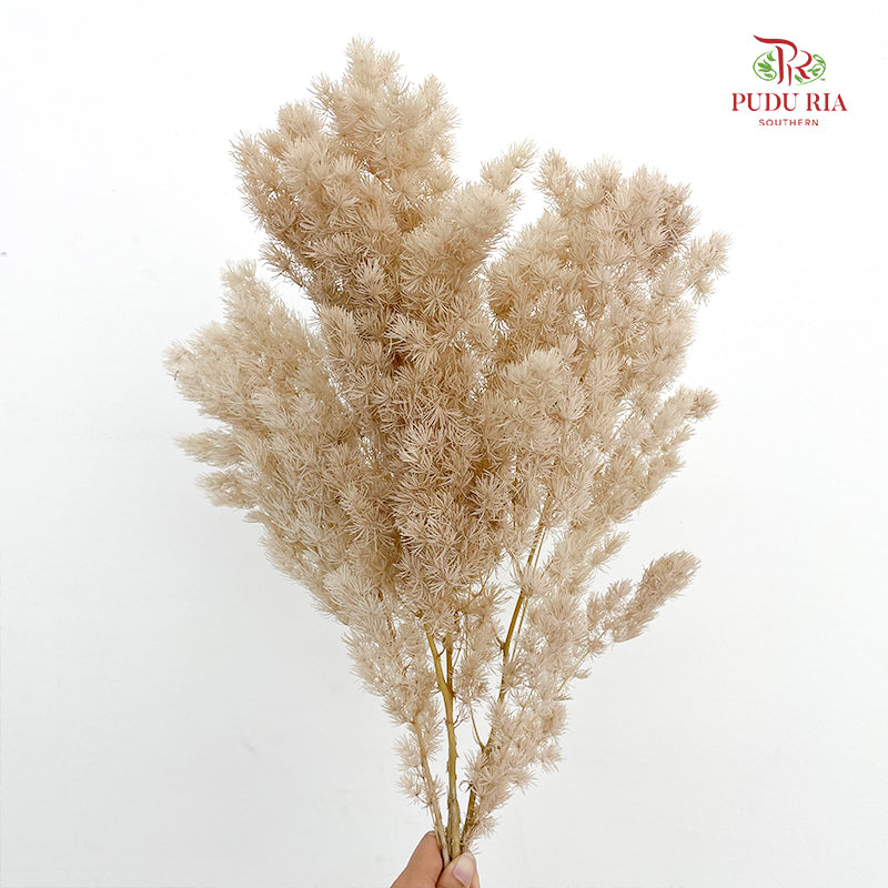 Preservative Asparagus Fern Nude