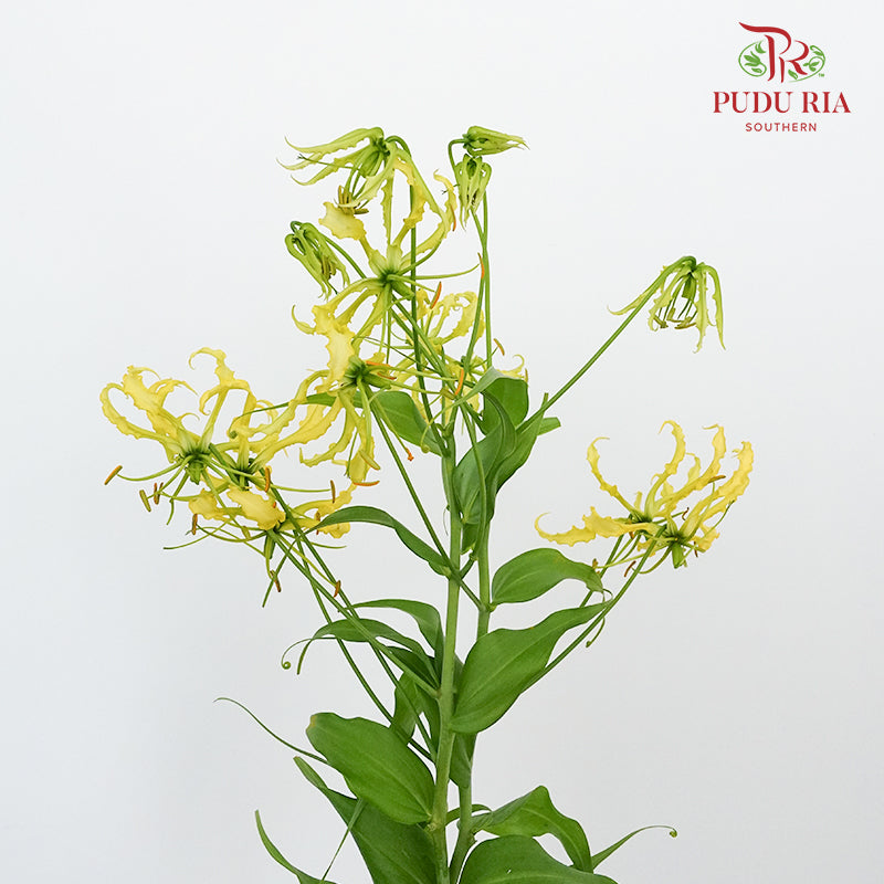 Gloriosa Yellow - Pudu Ria Florist Southern