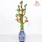 CNY Arrangement 2024#26