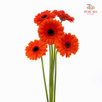Gerbera Mini Caramba - (5 Stems)