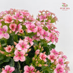 Kalanchoe Mixed (M)