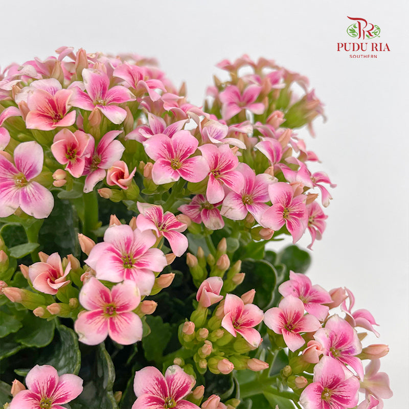 Kalanchoe Mixed (M)