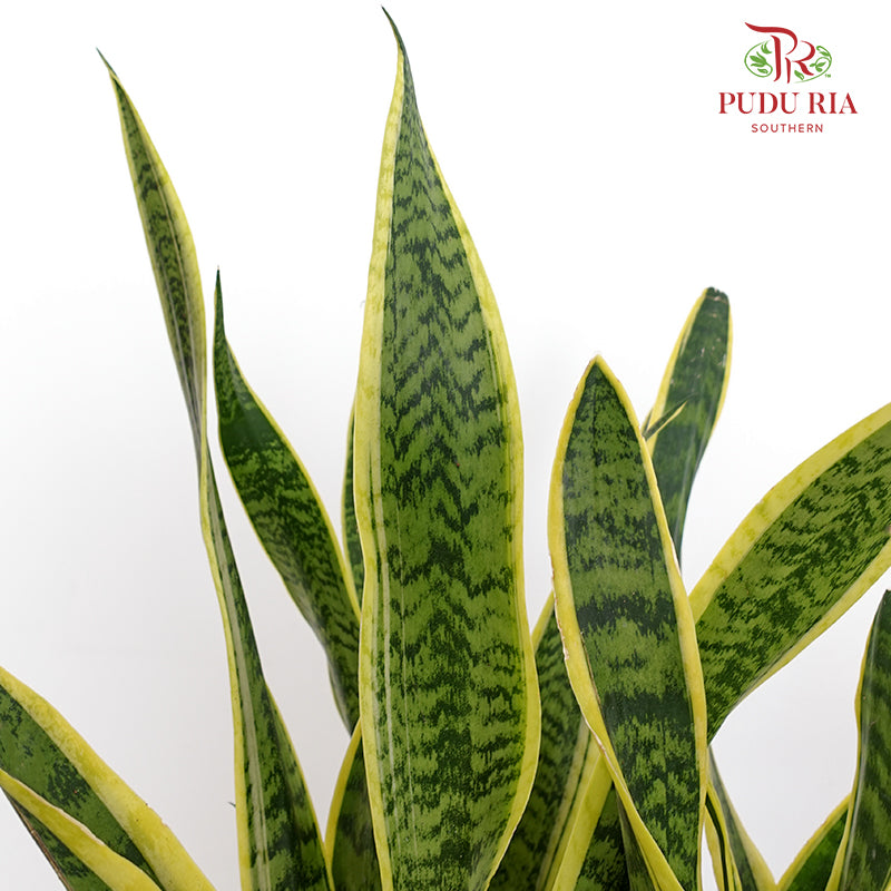 Sansevieria Laurentii