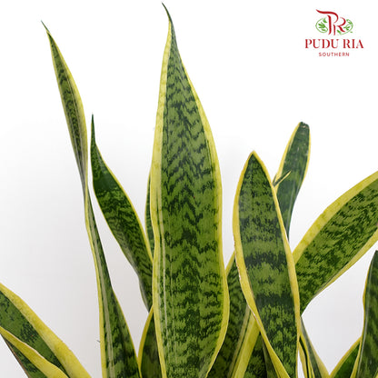 Sansevieria Laurentii