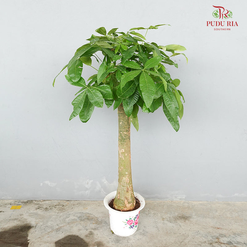 Pachira Single Stem