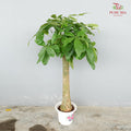 Pachira Single Stem