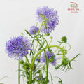 Gilia Capitata - (Per Bundle)