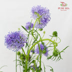 Gilia Capitata - (Per Bundle)