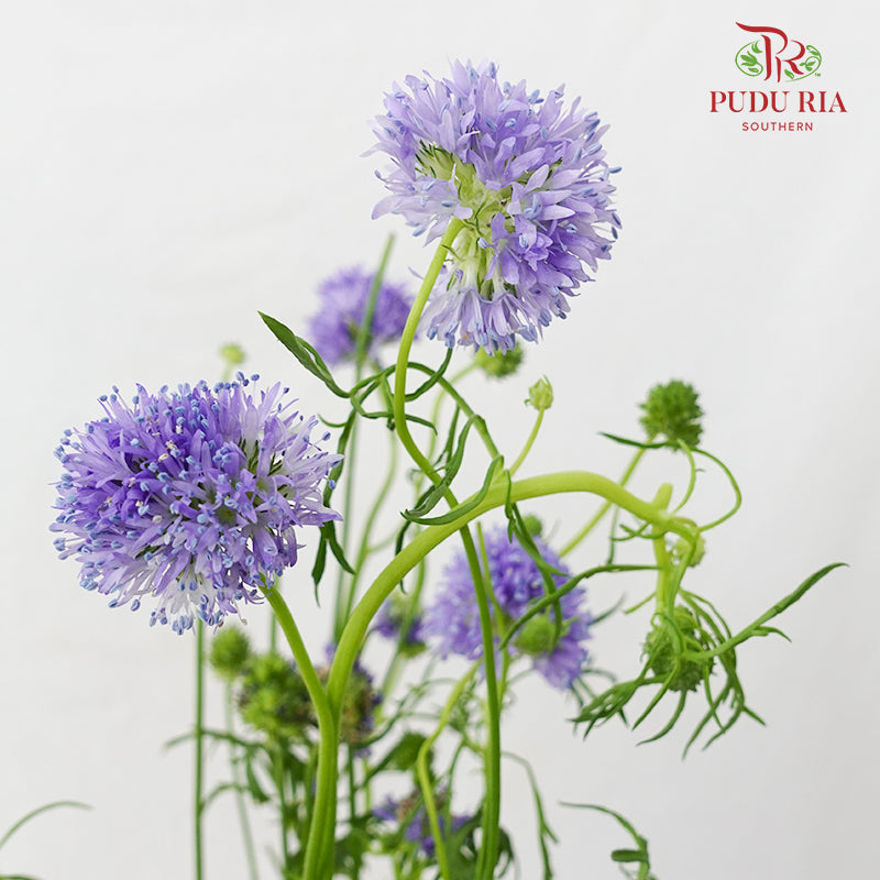 Gilia Capitata - (Per Bundle)