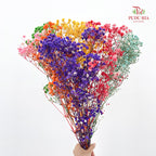 Preservative Baby Breath - Rainbow