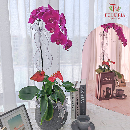 Hari Raya Phalaenopsis Orchid Arrangement (1 stems)