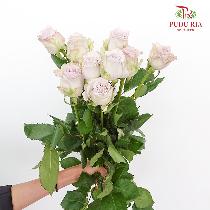 Rose Star Of The Sea (8-10 Stems) - Pudu Ria Florist Southern