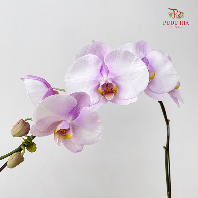 Phalaenopsis Orchid White Center Purple Big Single Stem