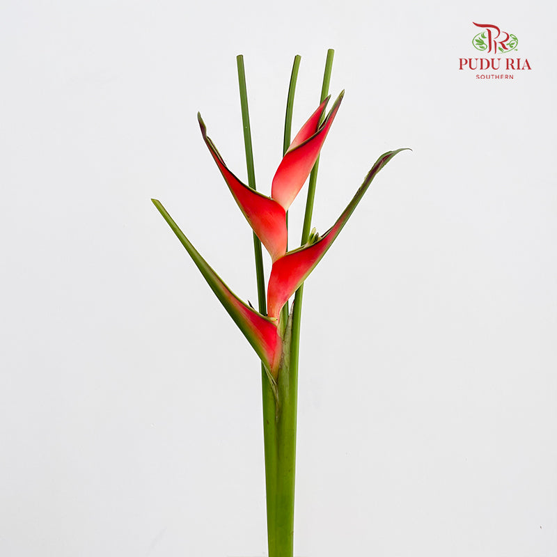Heliconia / Mini Crab Claw Red 蝎尾蕉 - (5 Stems)